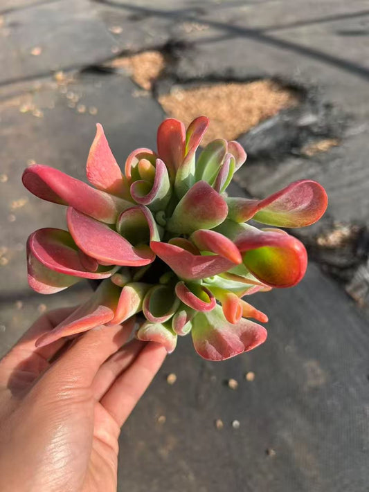 361178 Echeveria Fire Fox (9cm pot size)