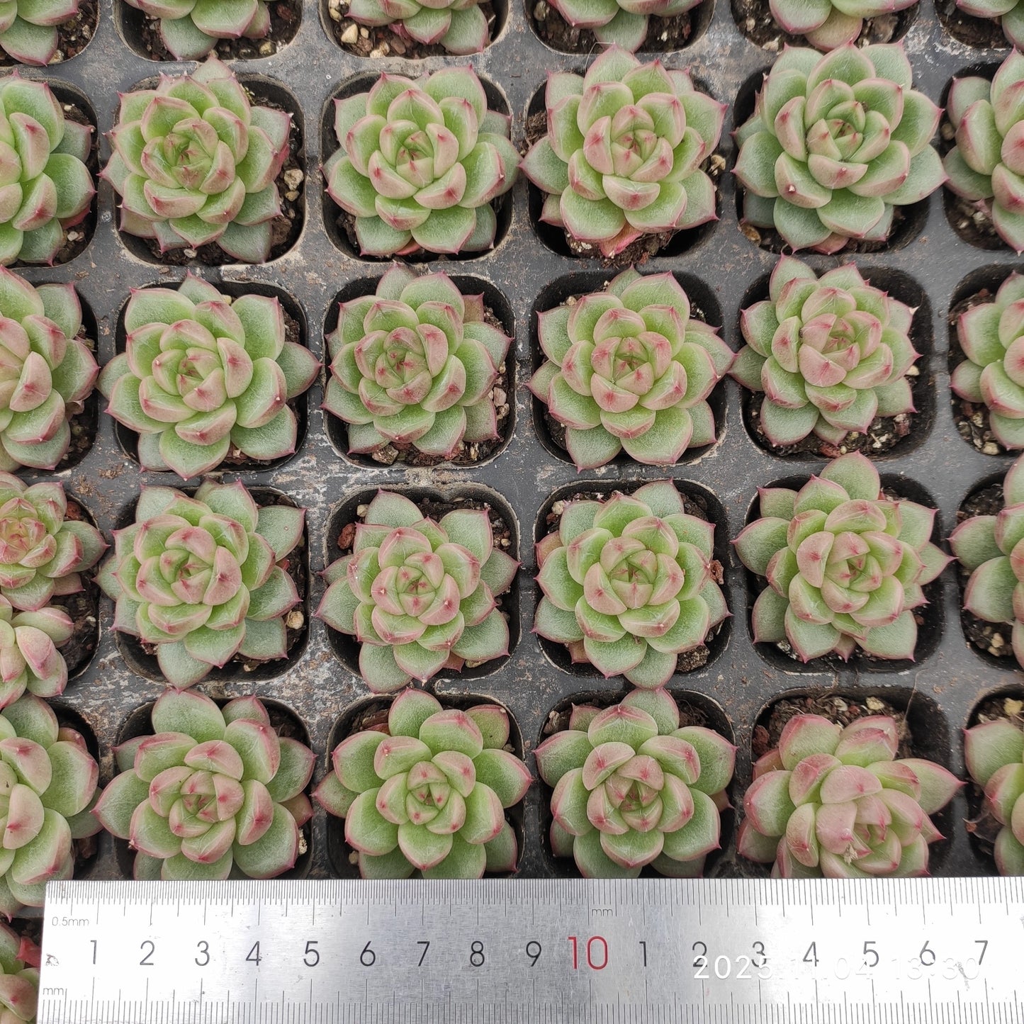 20786 Echeveria Clear Sky Jenny (3cm pot size)