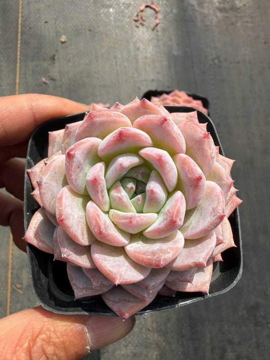 9000 Echeveria Sugar Crystal (7cm pot size)