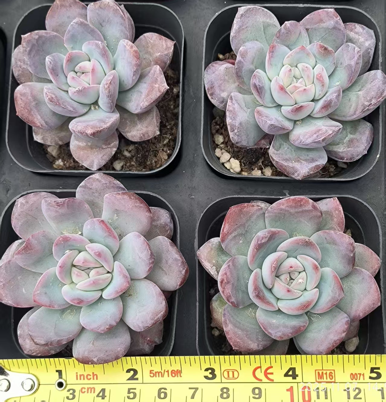 16240 Echeveria Snow Night Hyb (6.5cm pot size)
