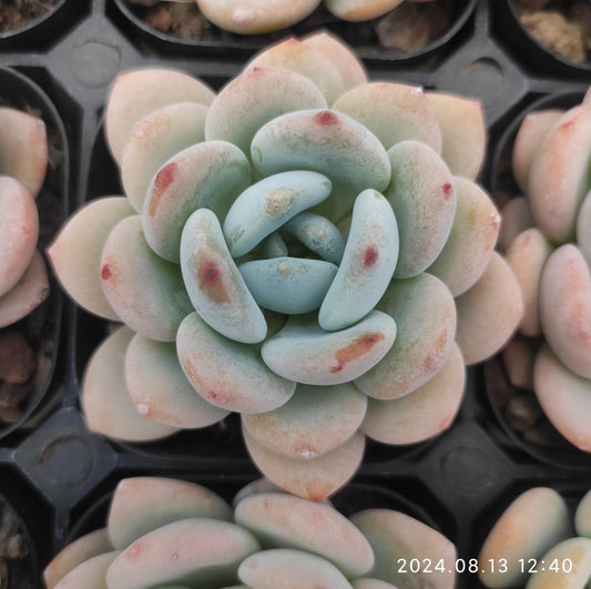 MMY491 Echeveria Cold Bouquet