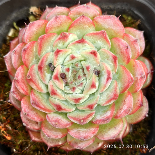 0364 Echeveria Blue Minima (7cm pot size)