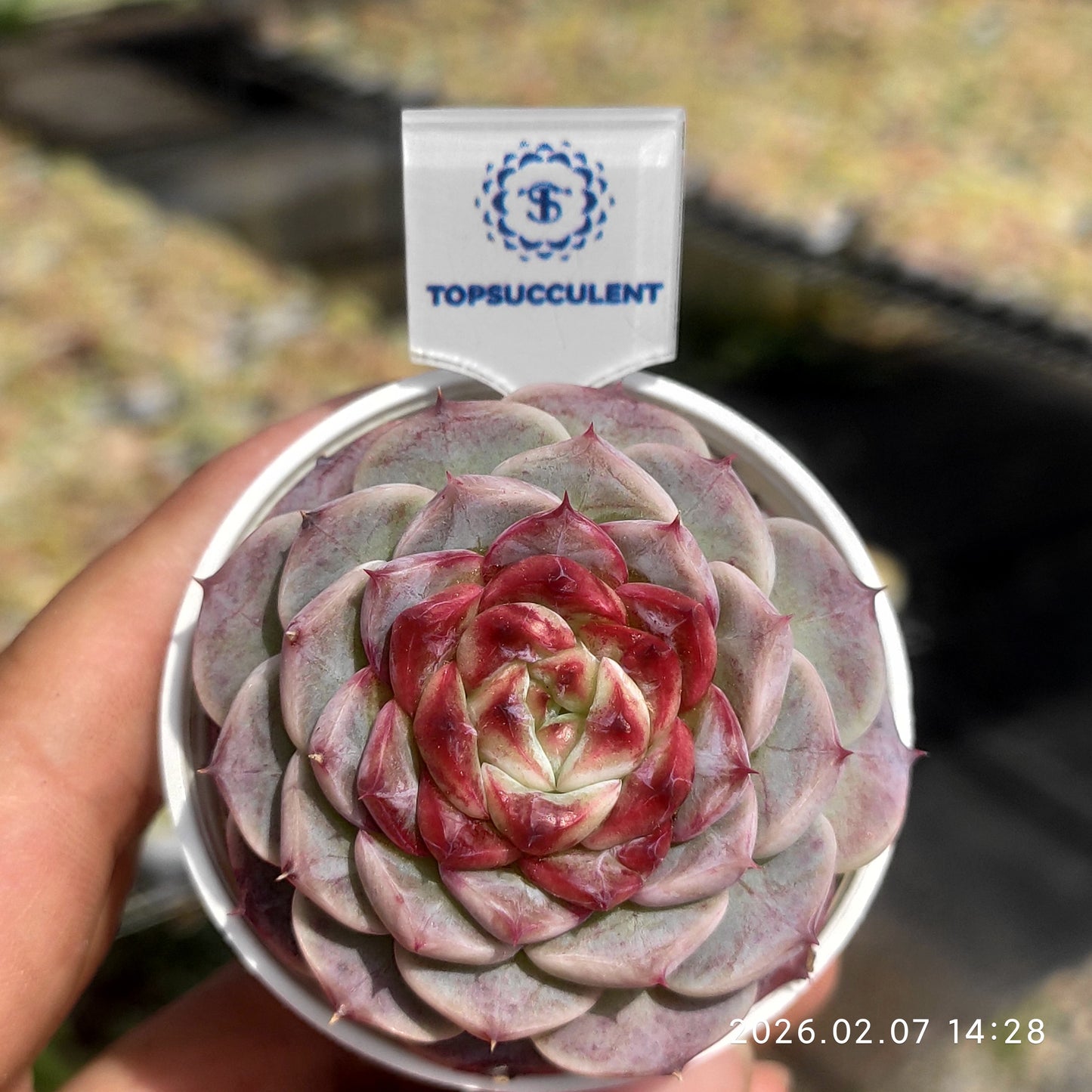 25587 Echeveria Red Velvet (5.5cm pot size)