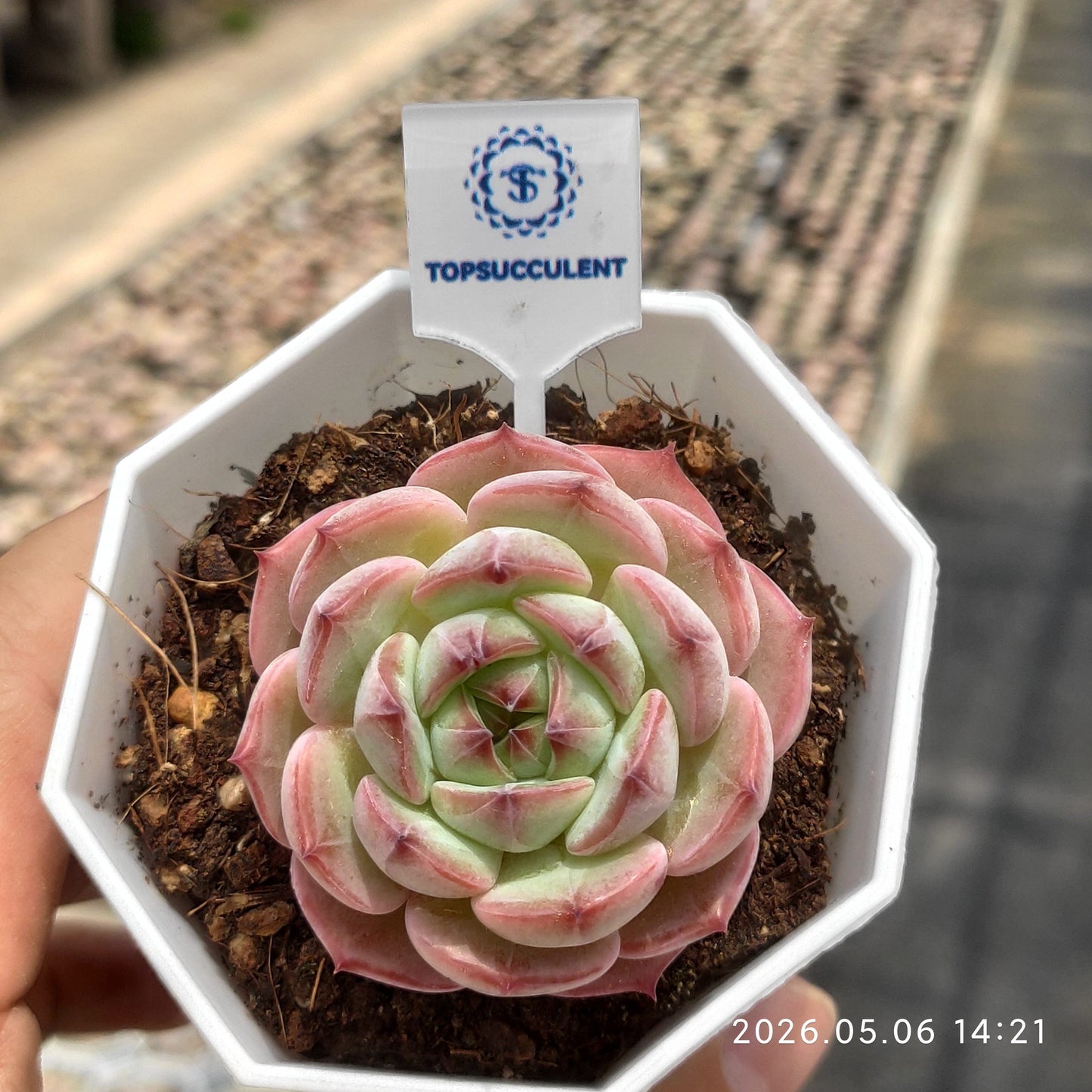 23777 Echeveria Blush Crown (7cm pot size)