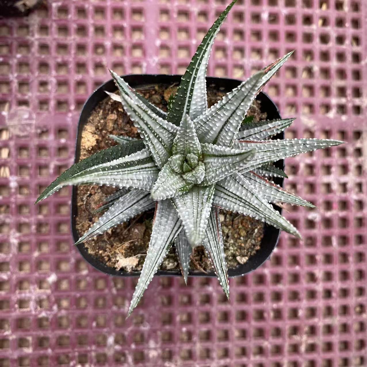 ZL055 Haworthia 'Hakui-Bizin'(6cm pot size)