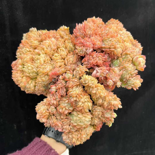 22820 Echeveria Lemon Berry Cristata (9cm pot size)