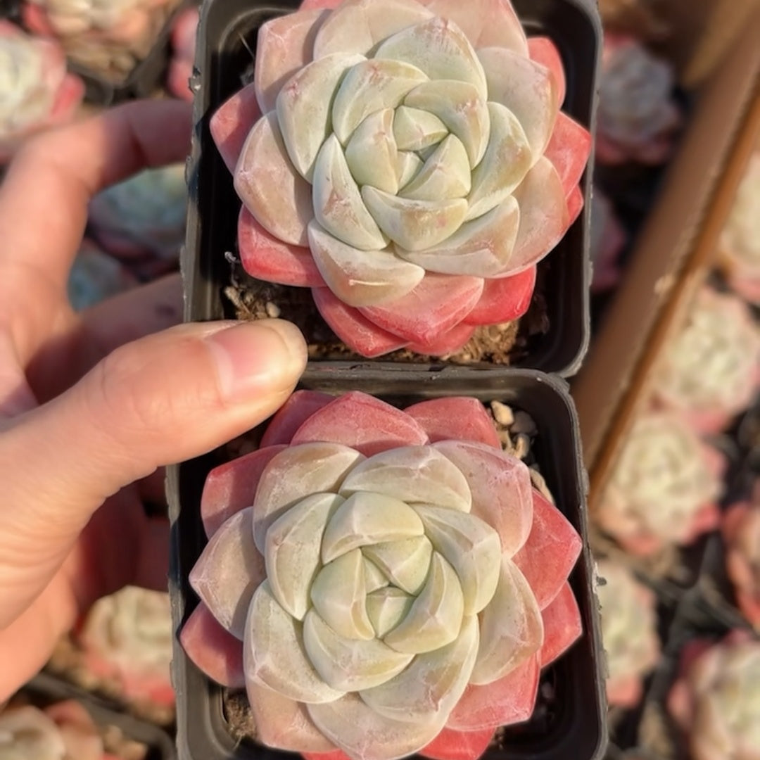25295 Echeveria Ice Green (6.5cm pot size)