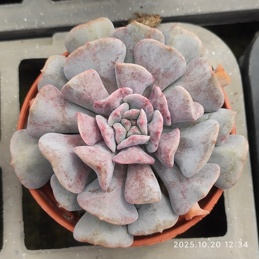 21846 Echeveria Exotic (9cm pot size)