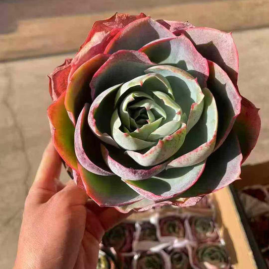 23389 Echeveria Da Vinci (12cm pot size)