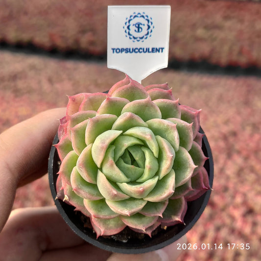 24773 Echeveria Lime & Chilly (7cm pot size)