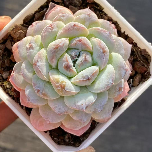 23936 Echeveria White Frosting (7cm pot size)