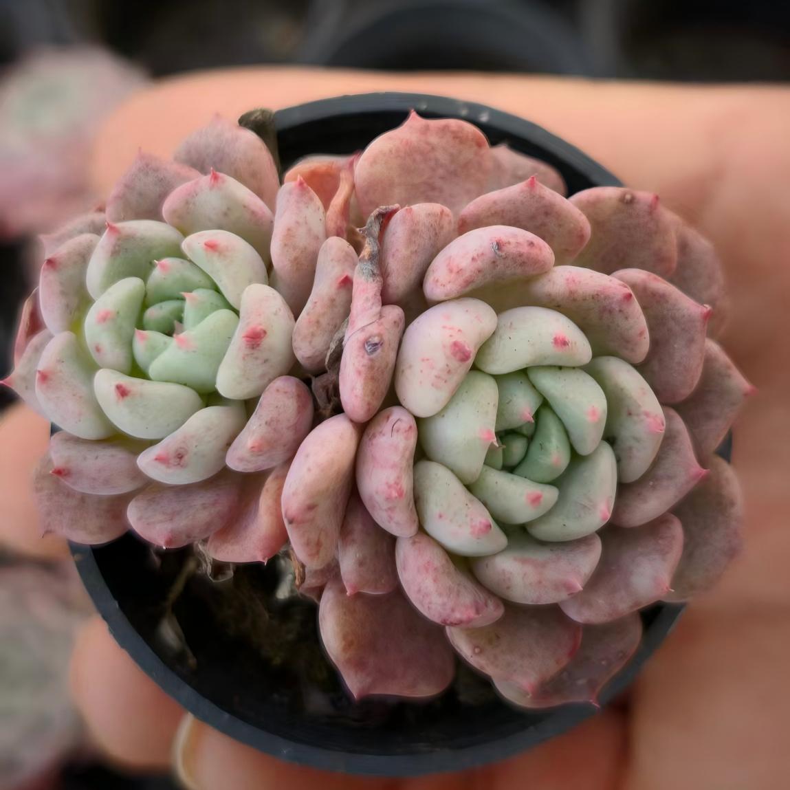 24529 Echeveria Matchmaker (5.5cm pot size)