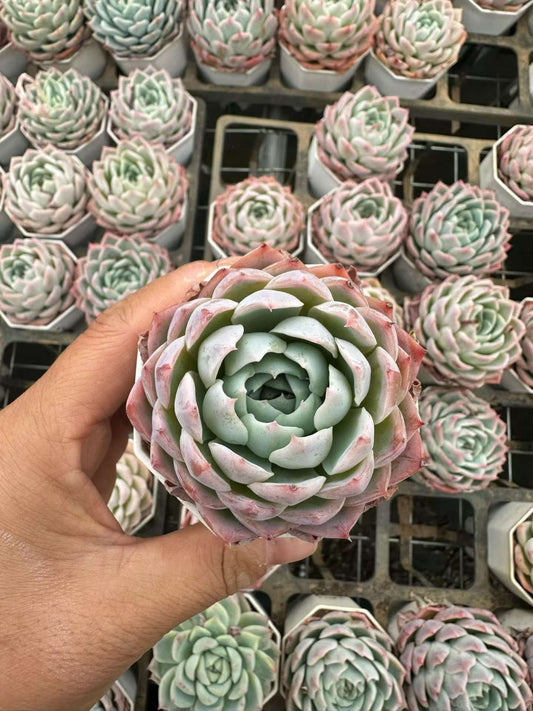360180 Echeveria Alone Star (7cm pot size)