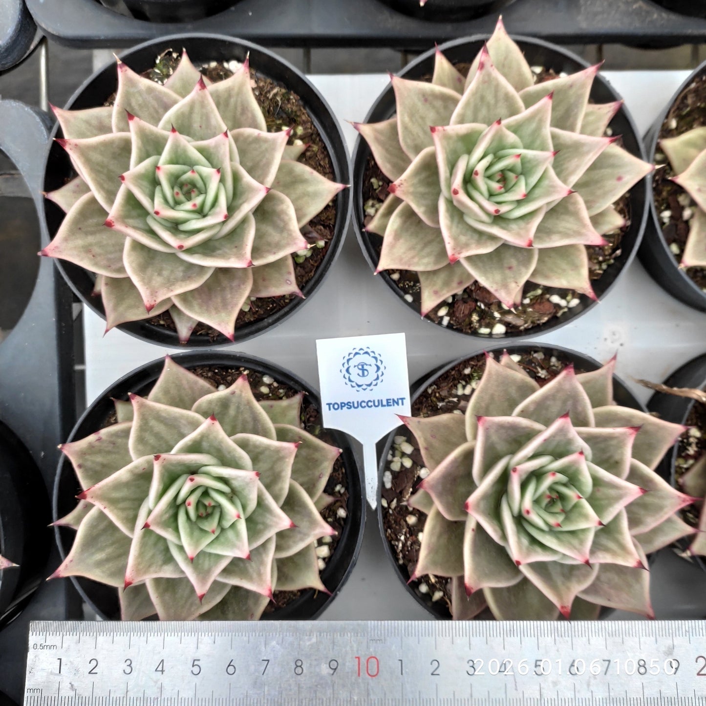 22269 Echeveria Stars Variegated (11cm pot size)