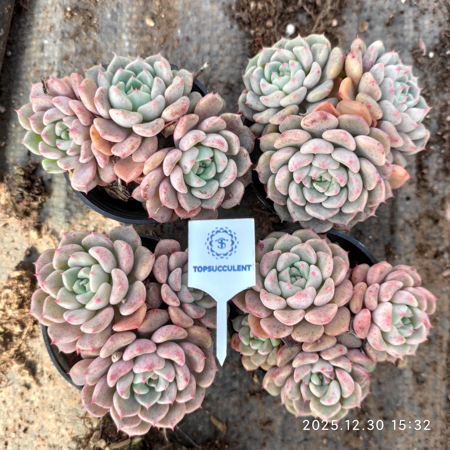24131 Echeveria Matchmaker (5.5cm pot size)