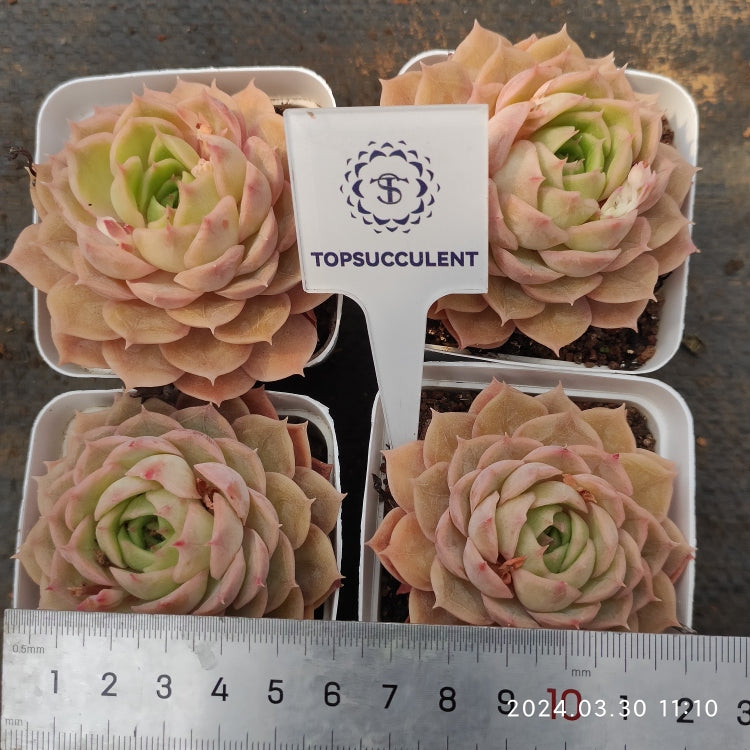 1061 Echeveria Onslow (7cm pot size)