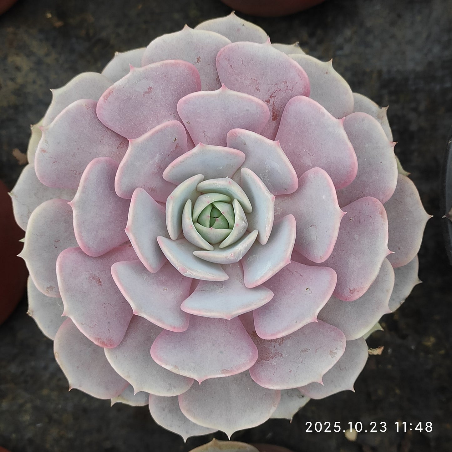 18834 Echeveria Pink Butterfly (11cm pot size)