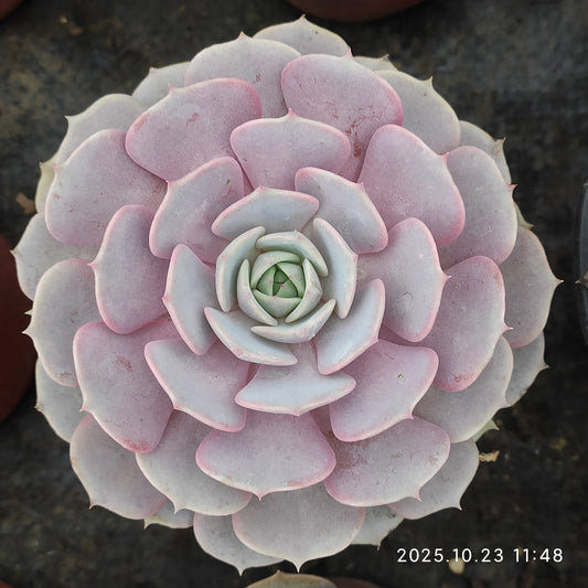 18834 Echeveria Pink Butterfly (11cm pot size)