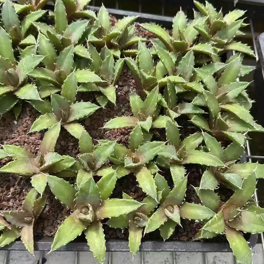 21434 Agave Titanota Crazy Trident (5cm pot size)