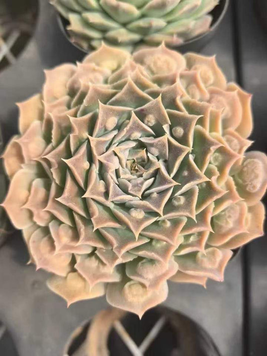 264168 Echeveria Gilo Drops (7cm pot size)