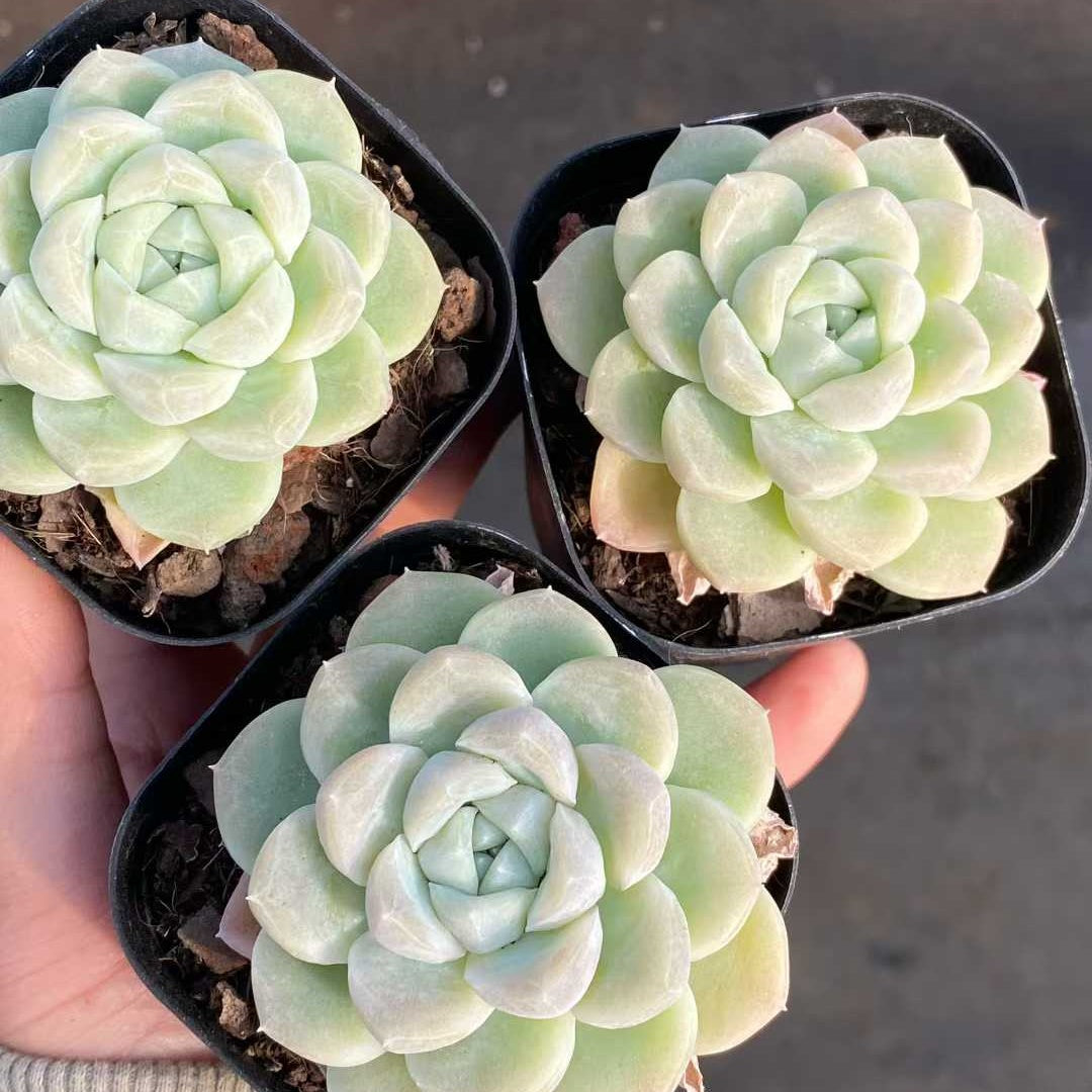 24848 Echeveria Blancia (6.3cm pot size)