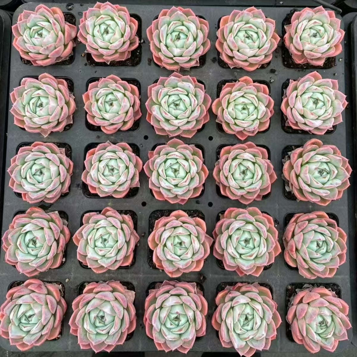 22069 Echeveria Ink Ice (7cm pot size)