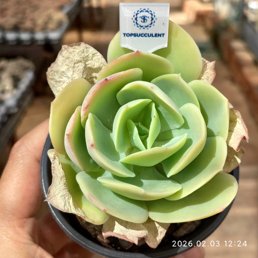 25635 Echeveria Peach Pride (9cm pot size)