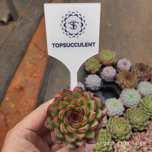 T1304 Echeveria Firefly (5.5cm pot size)