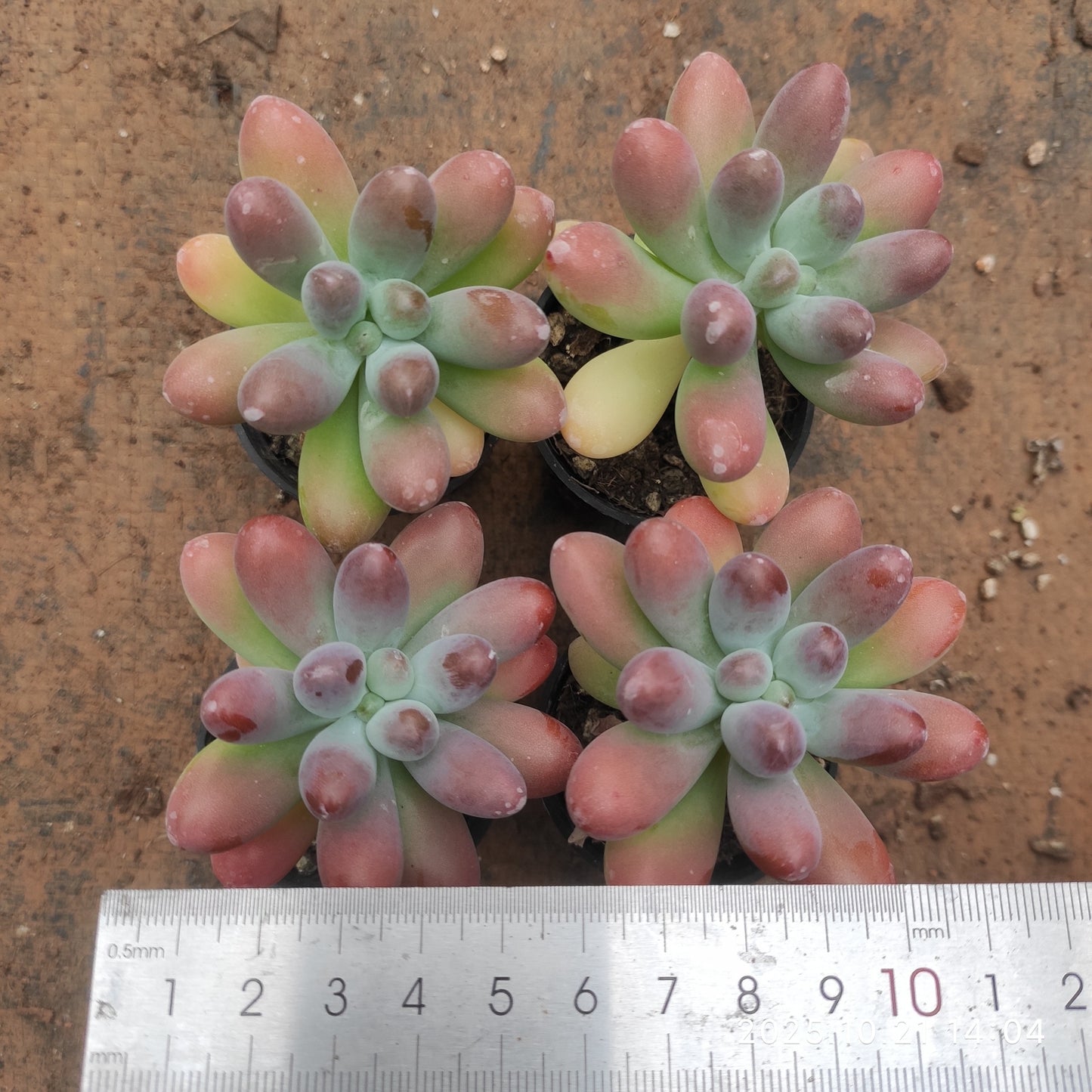 20707 Echeveria Fat Star (5.5cm pot size)