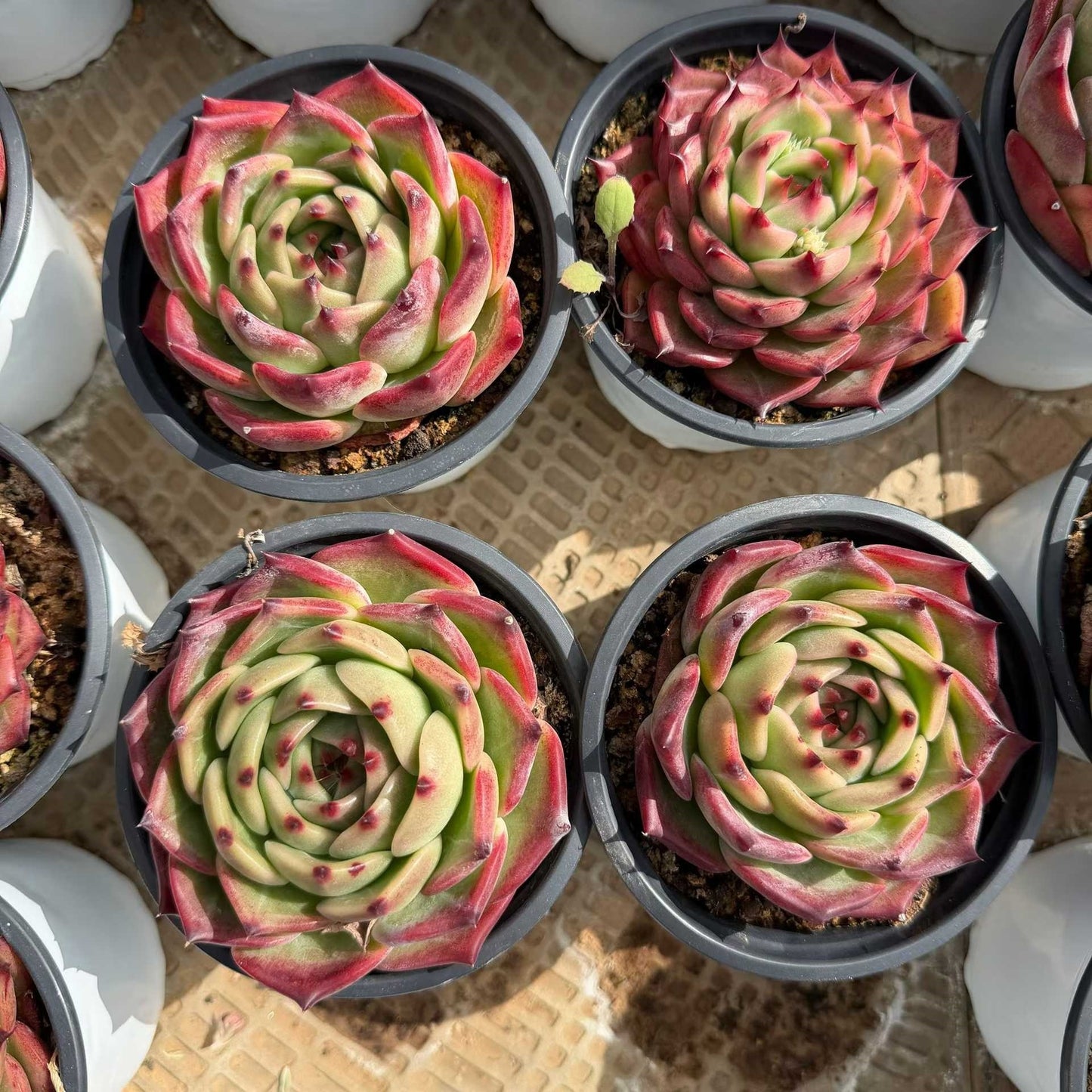 24946 Echeveria Camel (12cm pot size)