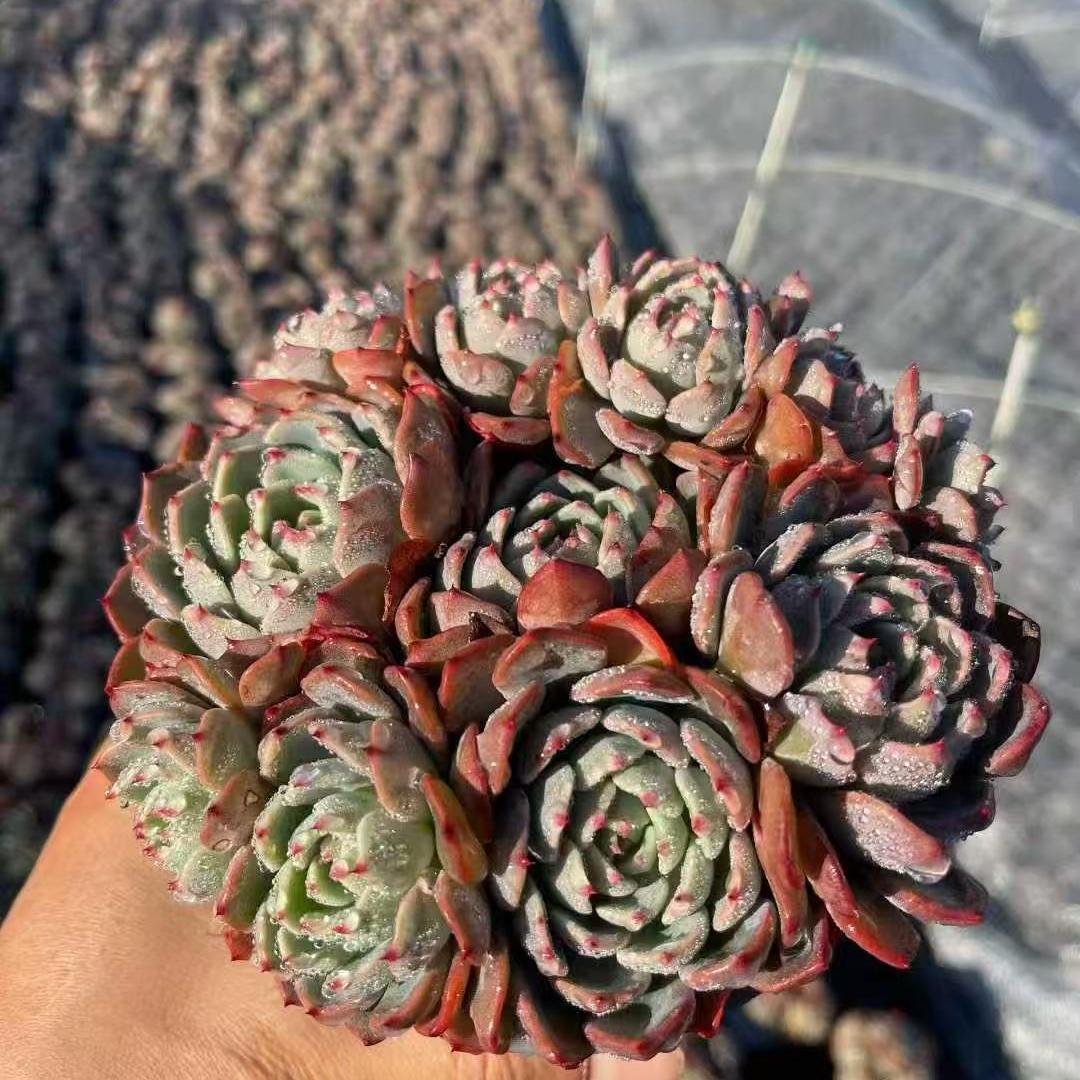23882 Echeveria Nanawhookmini (12cm pot size)