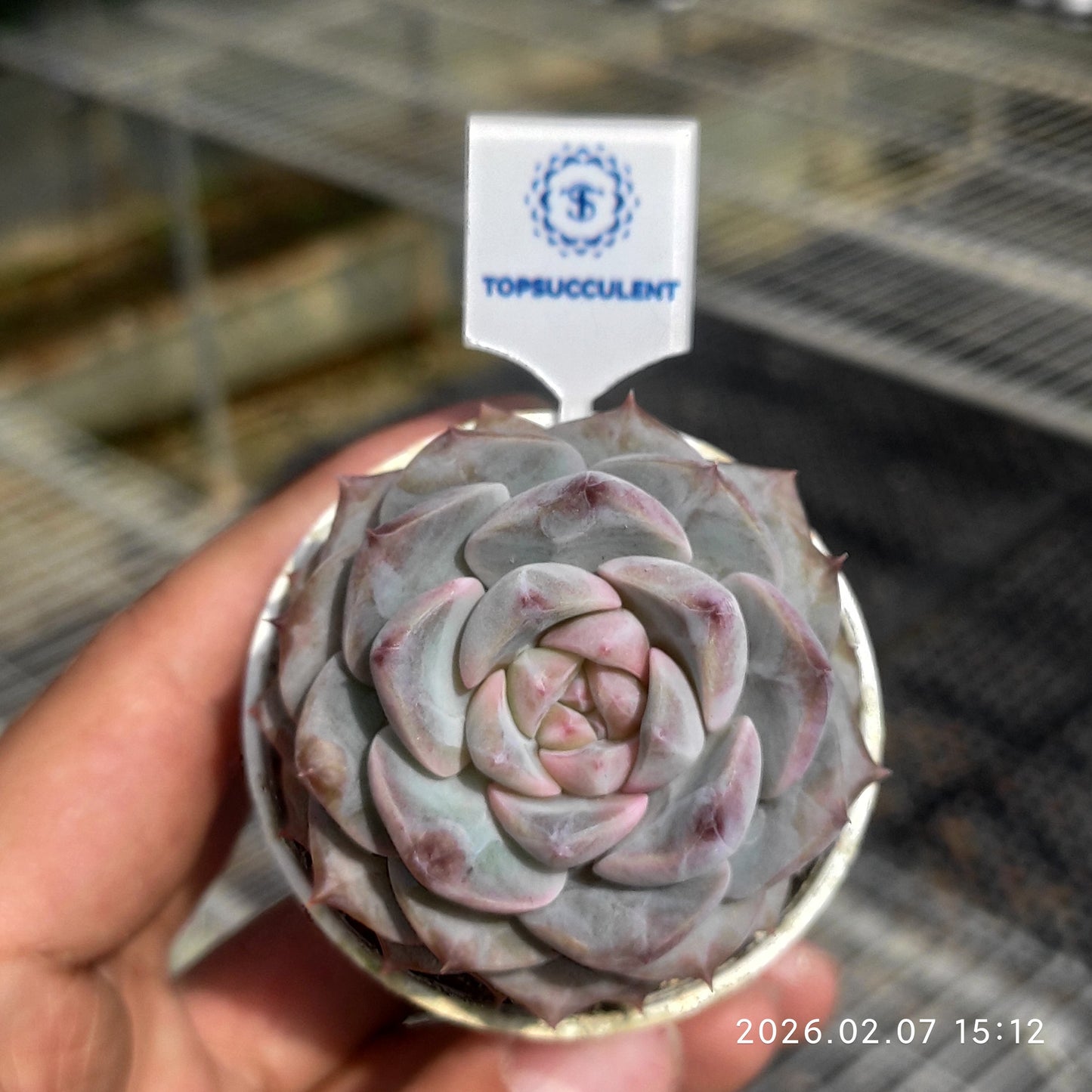 25594 Echeveria Legend (5.5cm pot size)