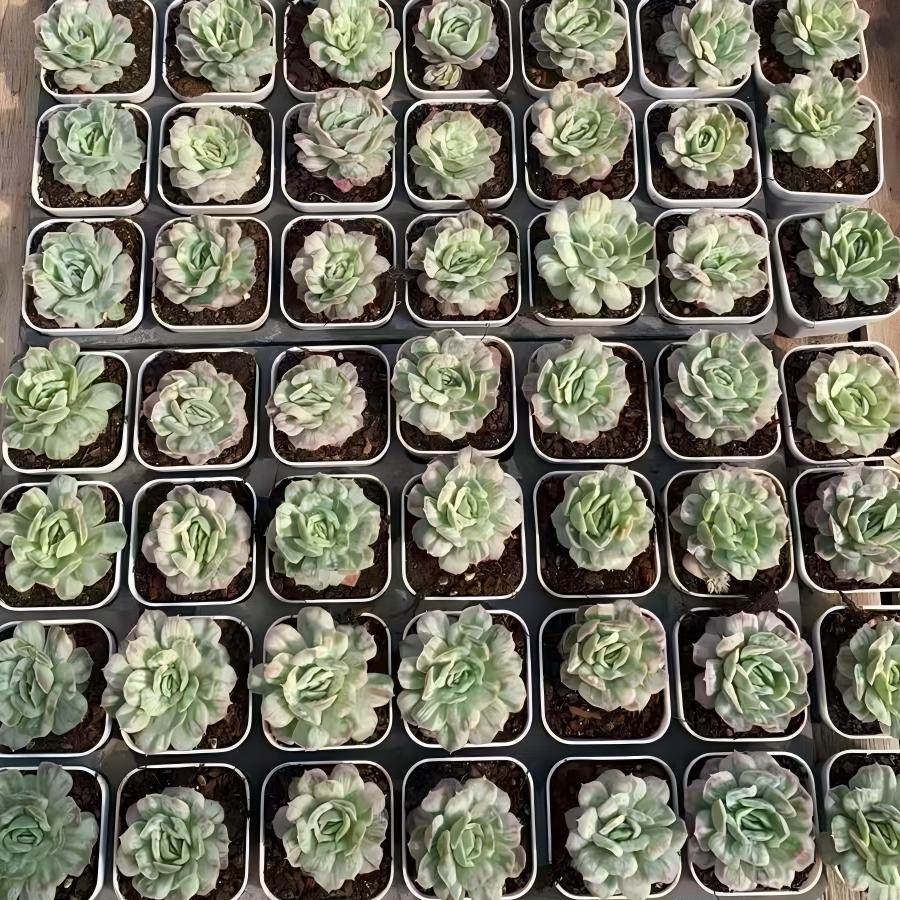 25774 Echeveria Bubble Cloth (6.5cm pot size)