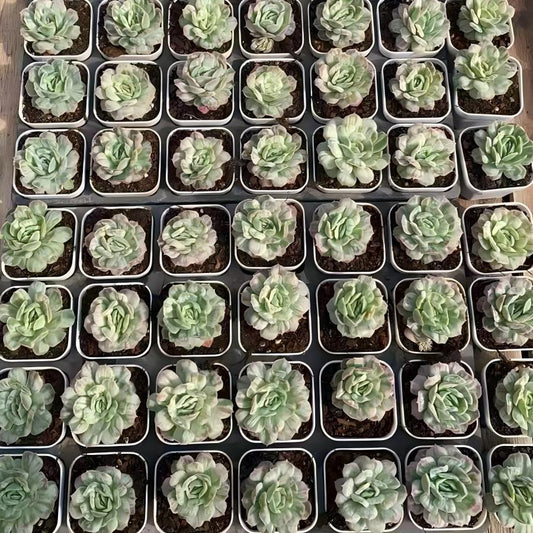 25774 Echeveria Bubble Cloth (6.5cm pot size)