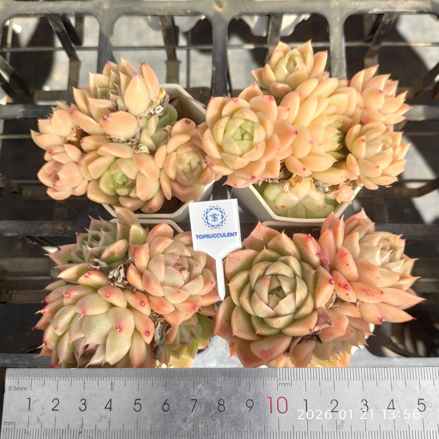 22520 Echeveria Malgan (7cm pot size)