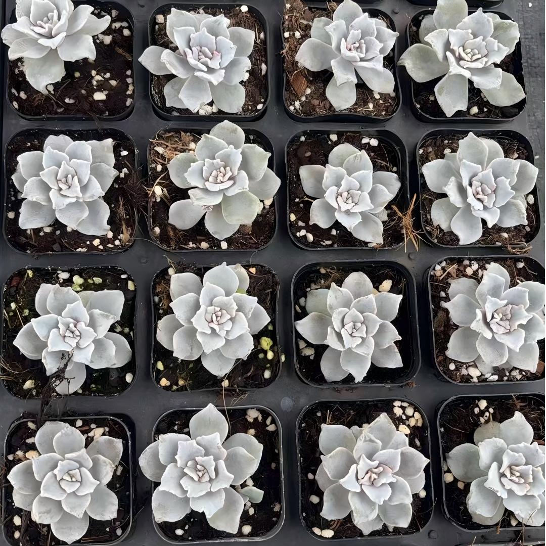 21408 Echeveria Crispate Beauty (6.5cm pot size)