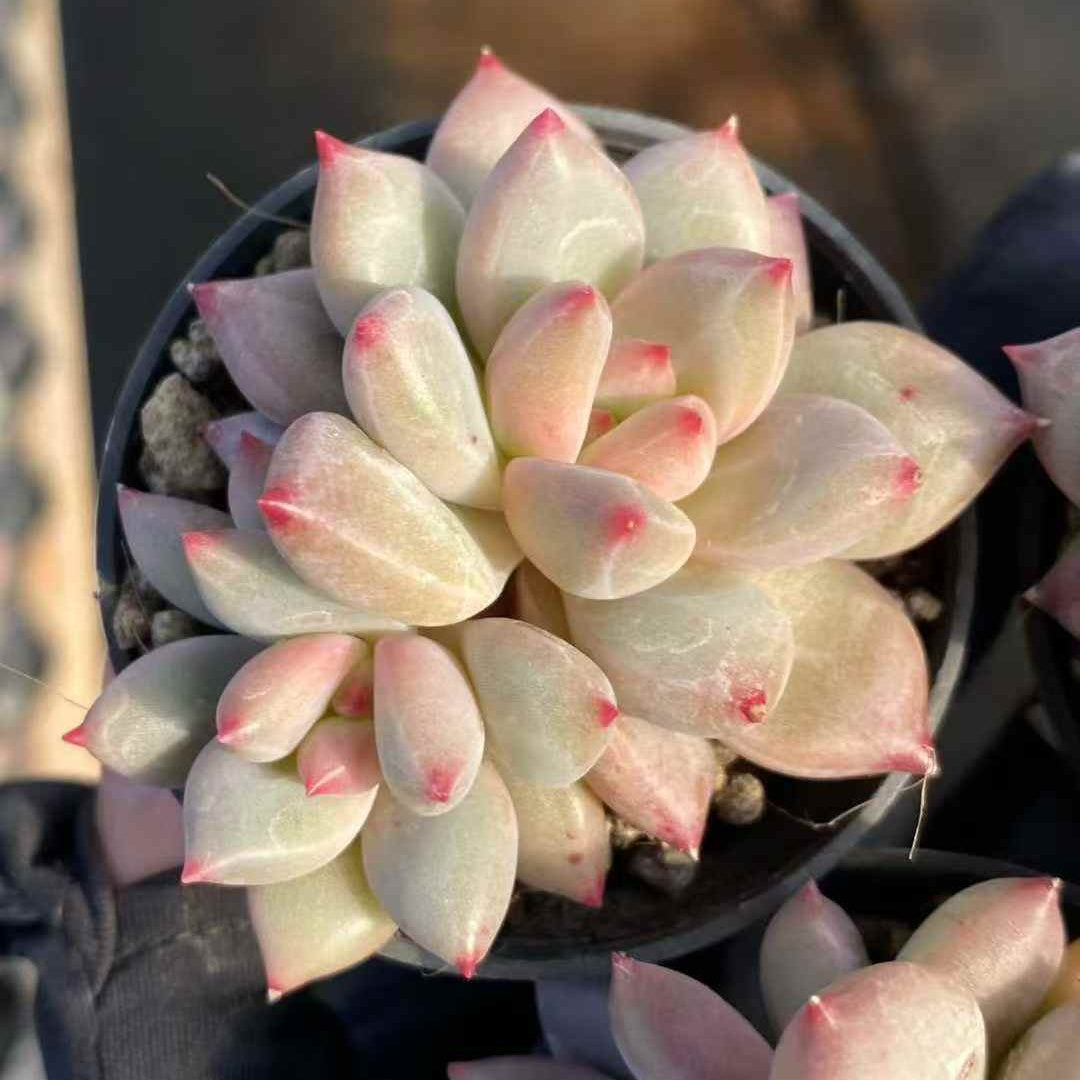 24929 Echeveria Shanks (7cm pot size)