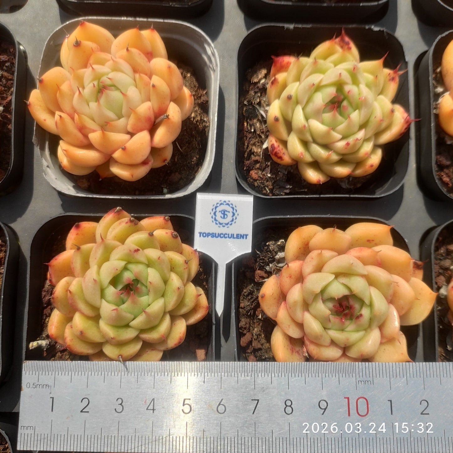 80556 Echeveria Silver Snow (6.5cm pot size)