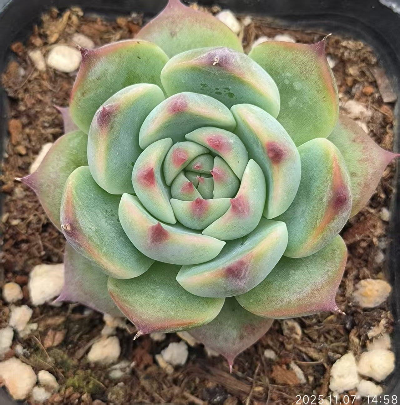 14292 Echeveria Colorata (6.5cm pot size)