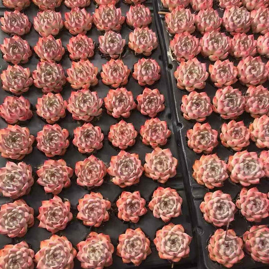 24588 Echeveria Chihuahuaensis (5cm pot size)