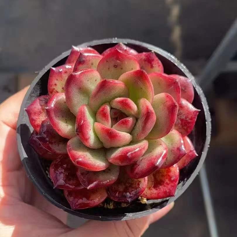 20793 Echeveria TM (9cm pot size)