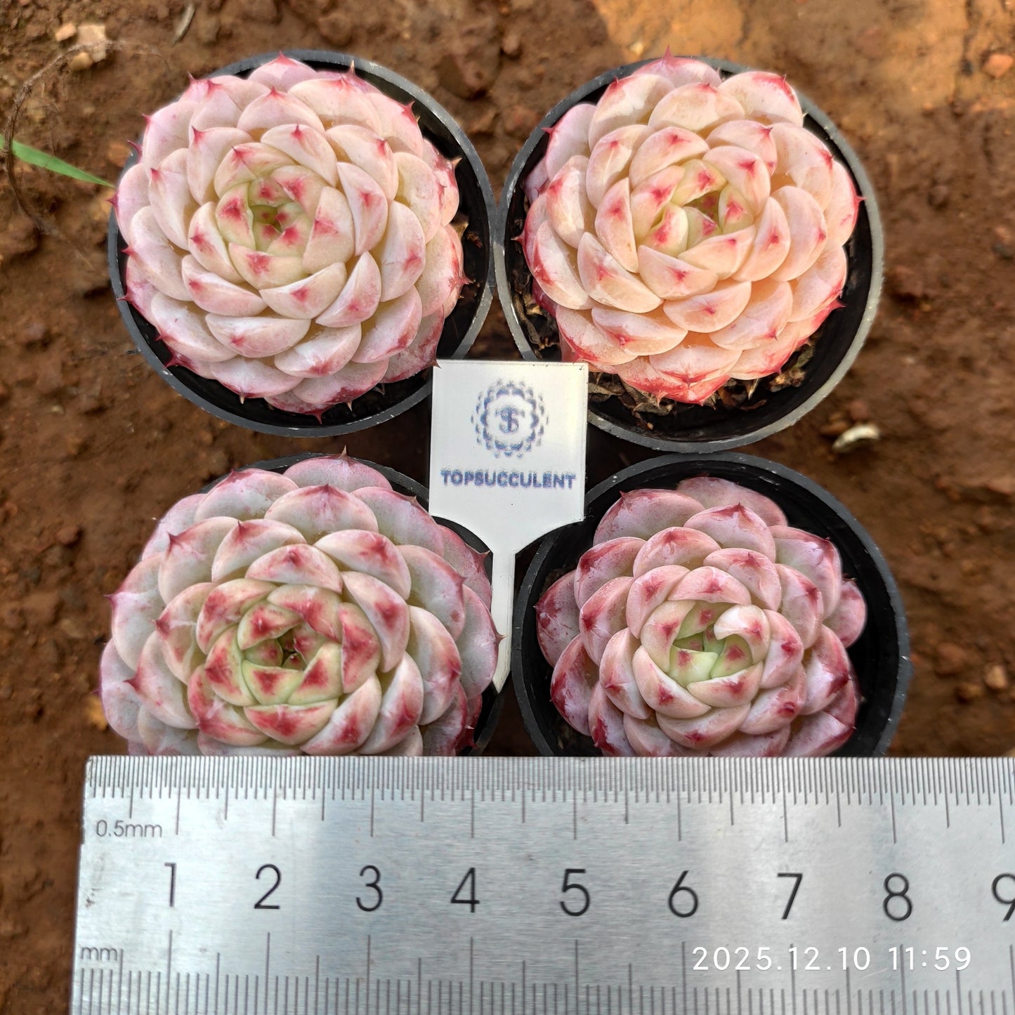 T1688 Echeveria Red Velvet (9cm pot size)