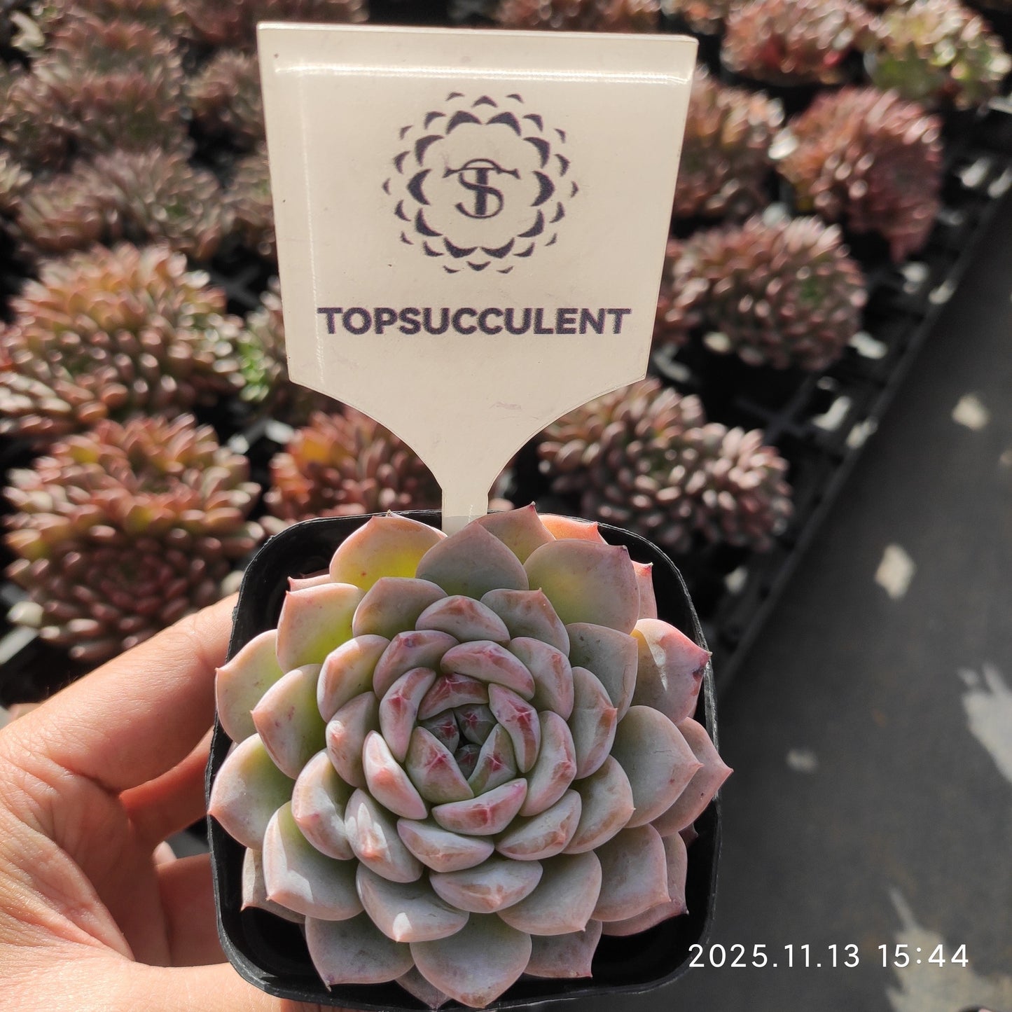 9000 Echeveria Sugar Crystal (7cm pot size)