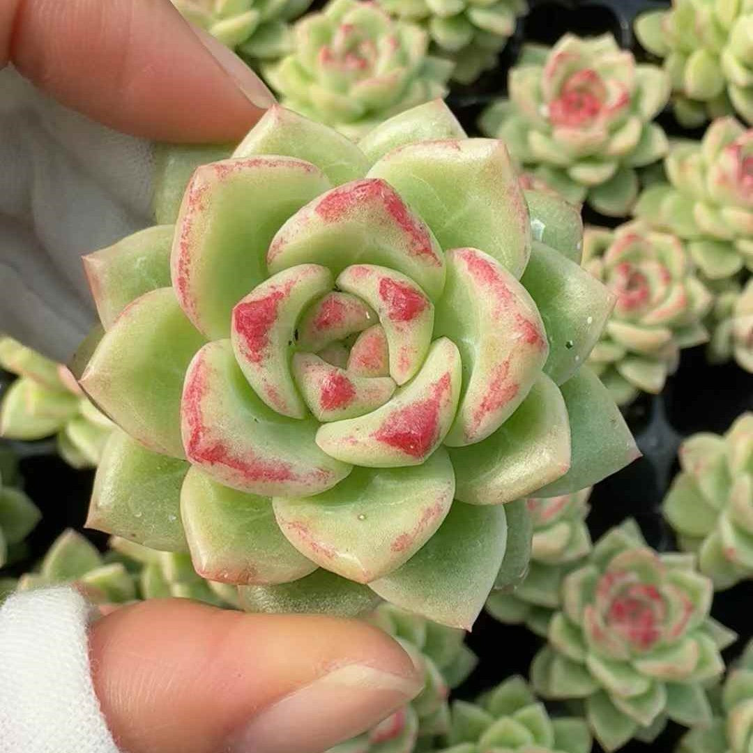 25261 Echeveria Ruby Peaks (3cm pot size)