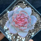 BL2017 Echeveria Crystal Lake(7cm pot size)
