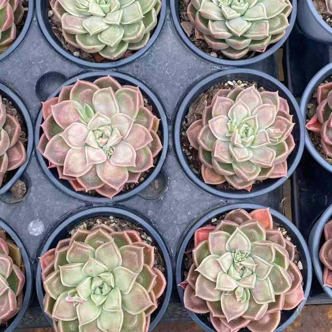 15417 Echeveria Doctor Strange (9cm pot size)