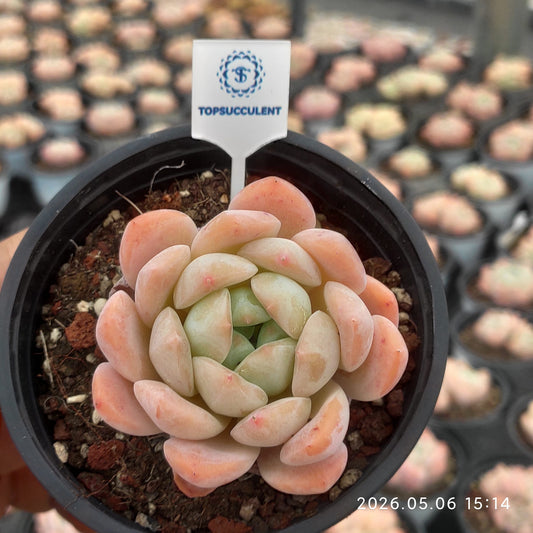 360148 Echeveria Monroe x Ice Green (9cm pot size)