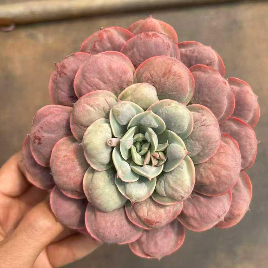 26418 Echeveria Rain Drops (12cm pot size)