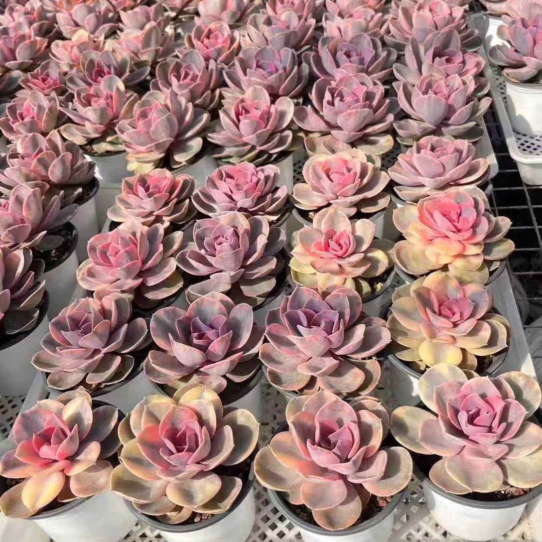 23641 Echeveria Rainbow Variegated (12cm pot size)