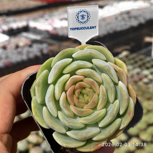 25681 Echeveria Ice Crystal (6.5cm pot size)